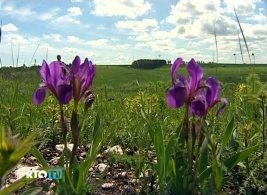 2011-zapovednik-galichja-gora-07 2011-zapovednik-galichja-gora-07